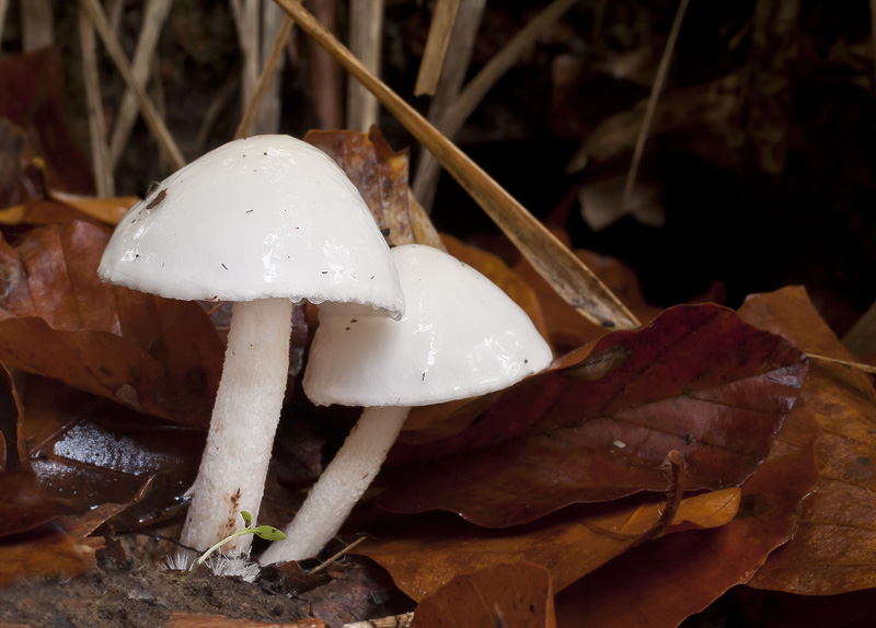 Hygrophorus eburneus